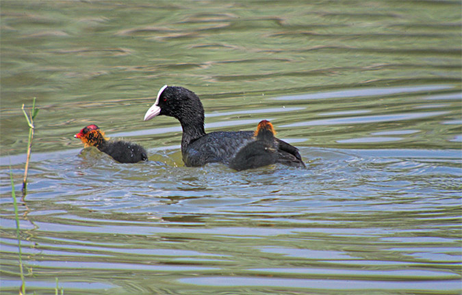 Fotja vulgar (Fulica atra)