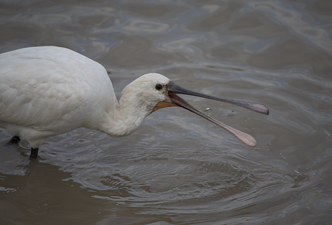 Bec planer (Platalea leucorodia)