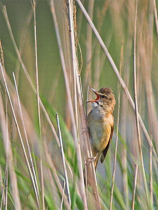 Balquer (Acrocephalus arundinaceus)