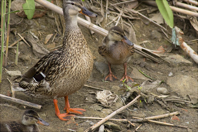 Família d'Ànec collverd (Anas platyrhynchos)