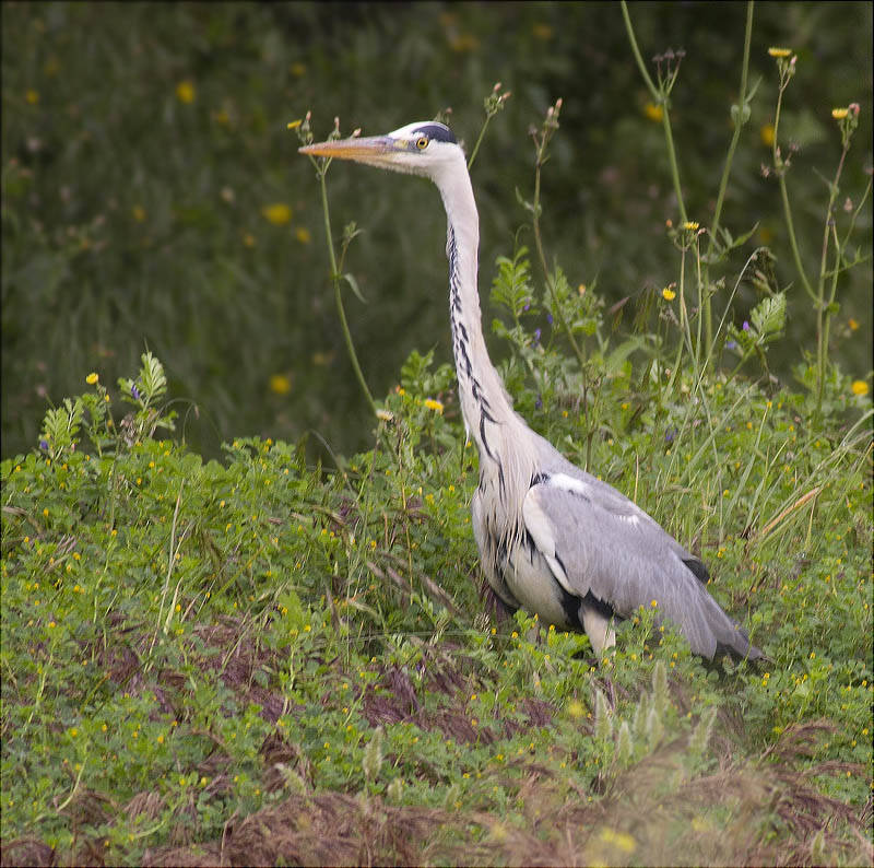 Bernat pescaire (Ardea cinerea)