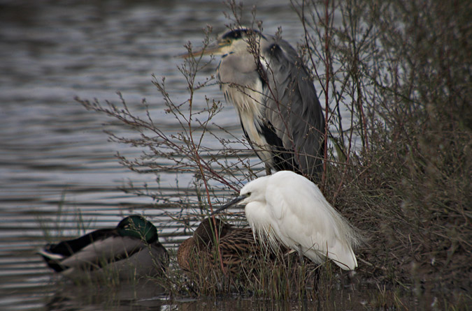 Martinet blanc ( Egretta garzetta)