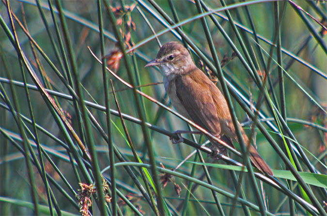 Boscarla (Acrocephalus scirpaceus)???