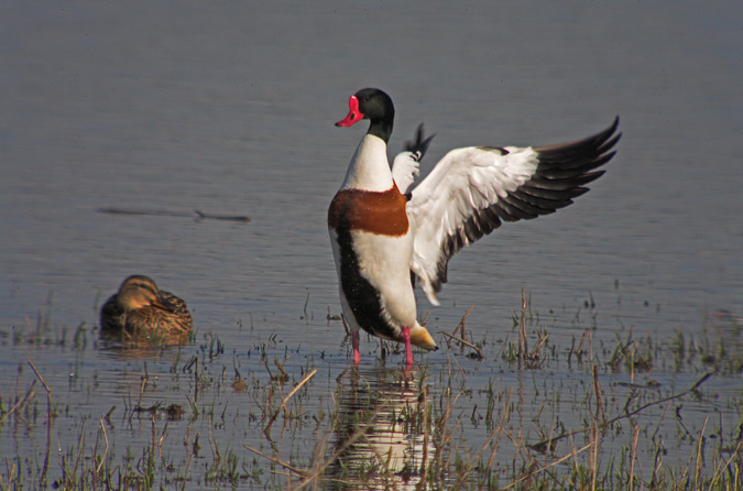 Ànec blanc (Tadorna tadorna)