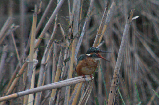 Blauet (Alcedo athis) 2de2