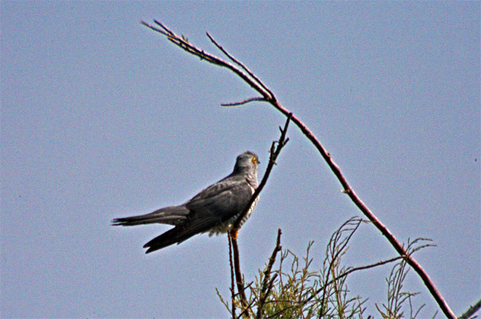 Cucut (Cuculus canorus)