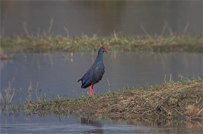 Polla blava (Porphyrio porphyrio) 5de5