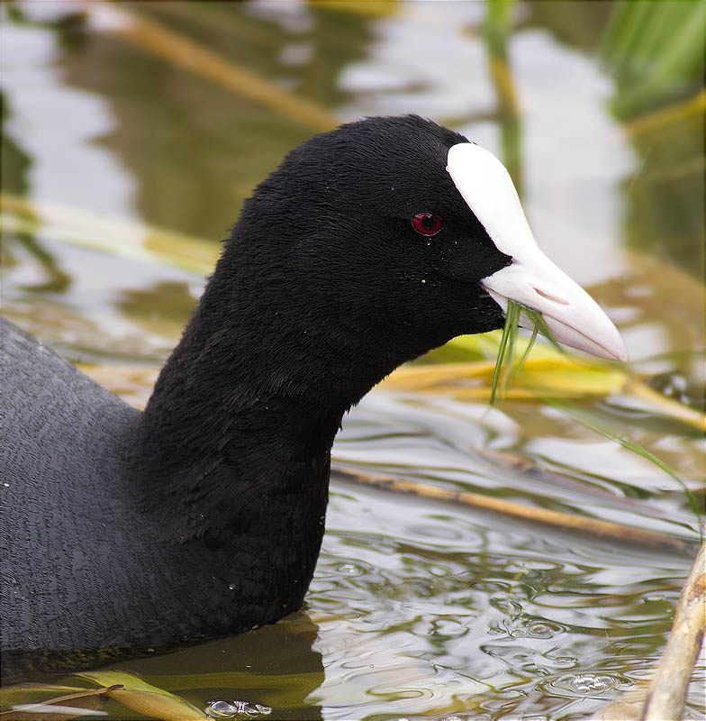 Fotja (Fulica atra)