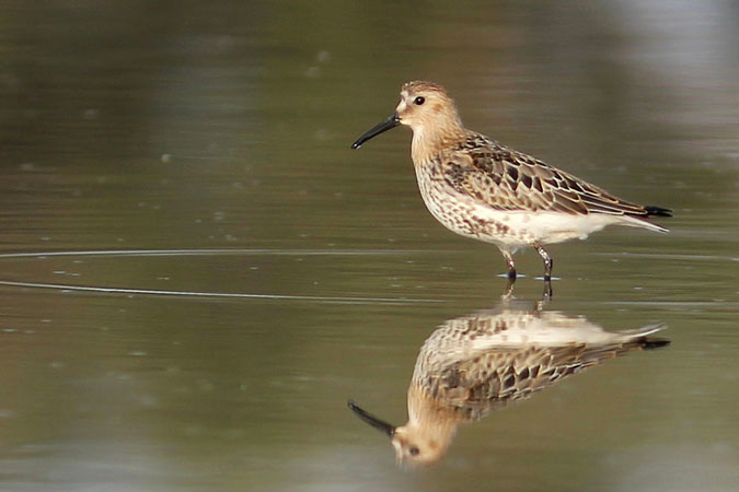 Territ variant. Calidris alpina