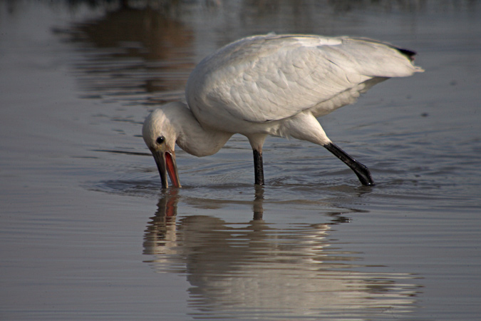 Bec planer (Platalea leucorodia)