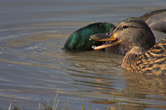 Ànec Collverd (Anas platyrhynchos)