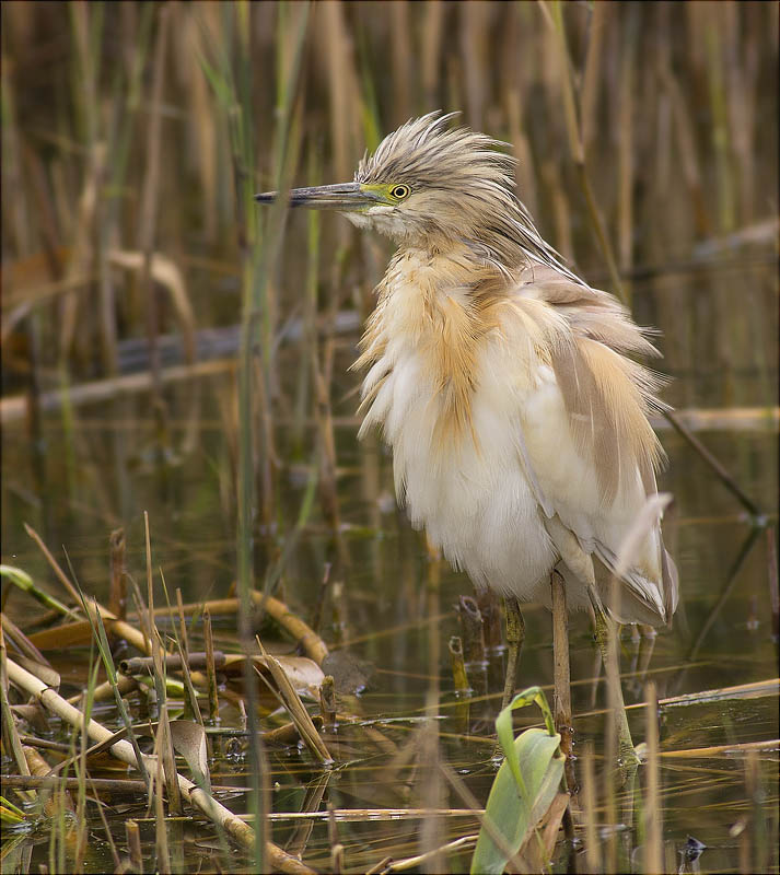 Martinet Ros (Ardeola Ralloides)