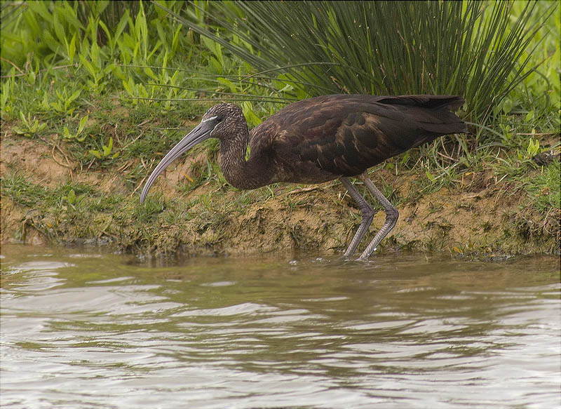 Capó reial (Plegadis falcinellus)