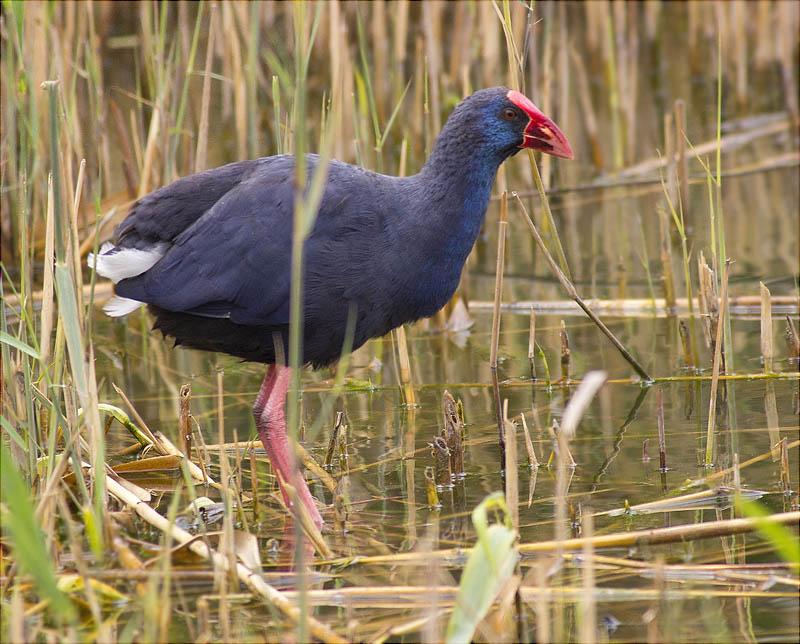 Polla blava (Porphyrio porphyrio)