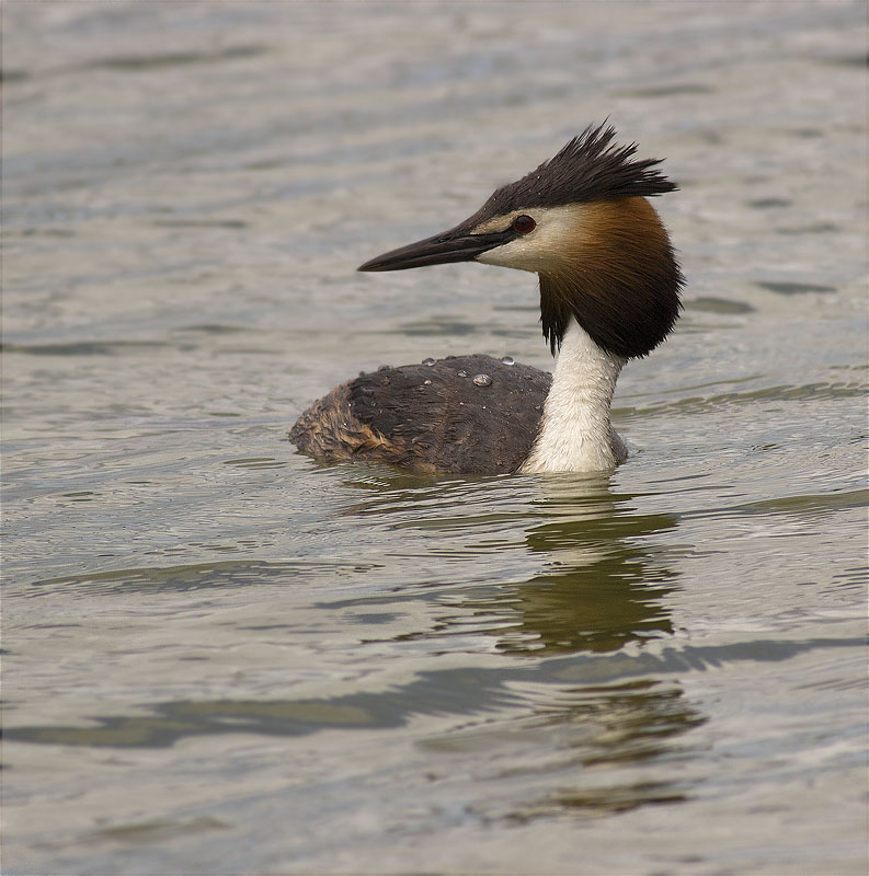 Cabussó emplomallat (Podiceps cristatus)