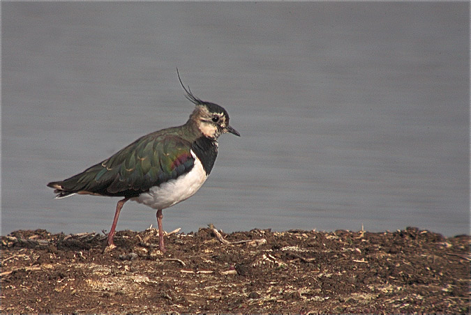 Fredeluga (Vanellus vanellus)