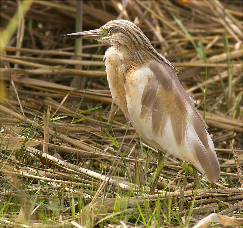 Martinet Ros (Ardeola Ralloides)