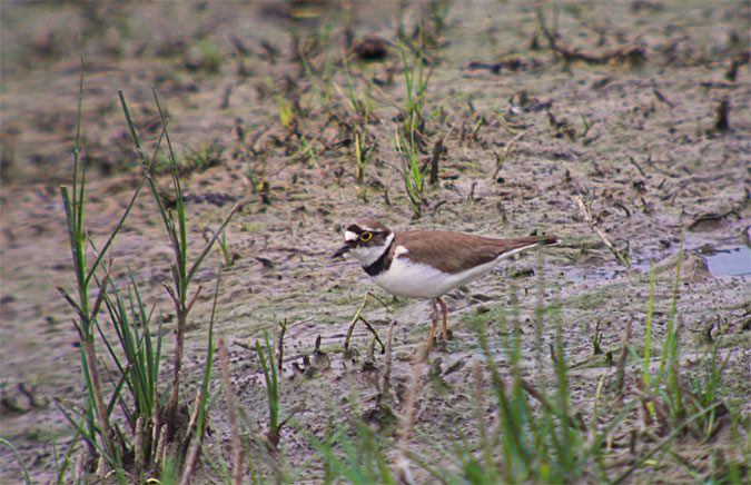 Corriol  petit (Charadrius dubius)