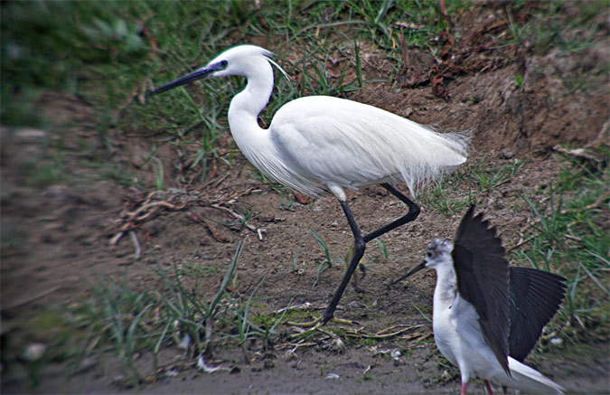 Martinet blanc (Egretta garzetta) 2de3