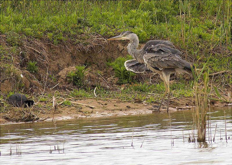 Bernat pescaire (Ardea cinerea)