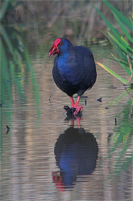 Polla blava (Porphyrio porphyrio)