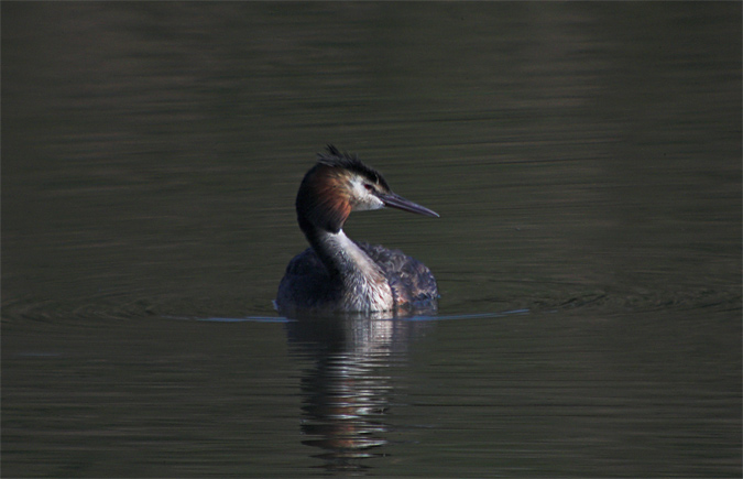 Cabussó emplomallat (Podiceps cristatus)