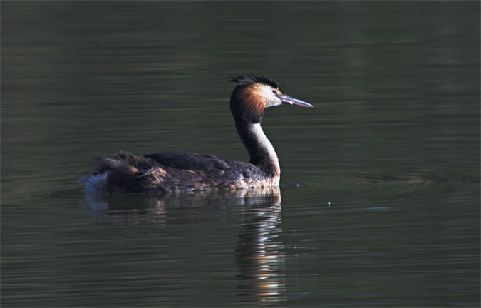 Cabussó emplomallat (Podiceps cristatus)