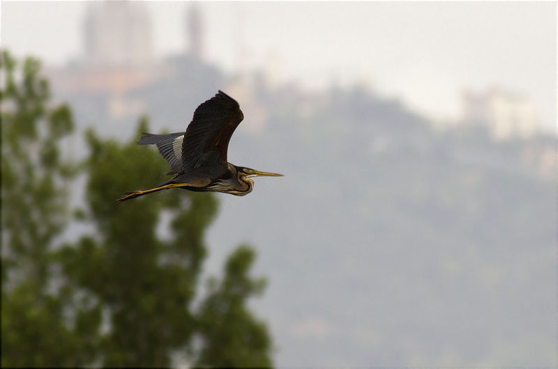 Agró roig (Ardea purpurea)