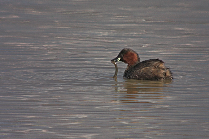 Cabusset (Tachybaptus ruficollis)