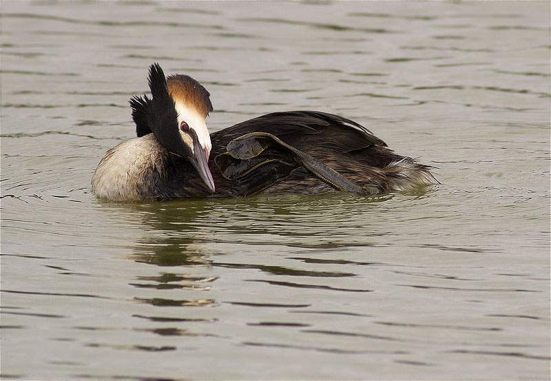 Cabussó emplomallat (Podiceps cristatus)