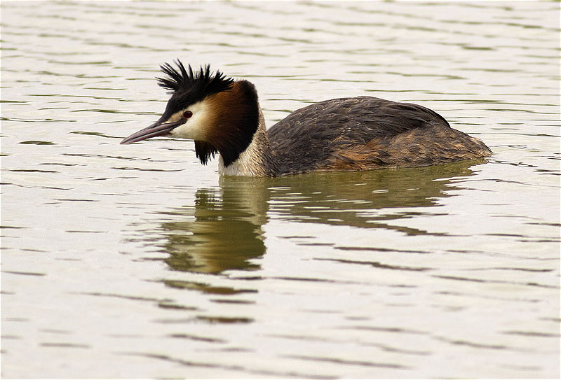 Cabussó emplomallat (Podiceps cristatus)