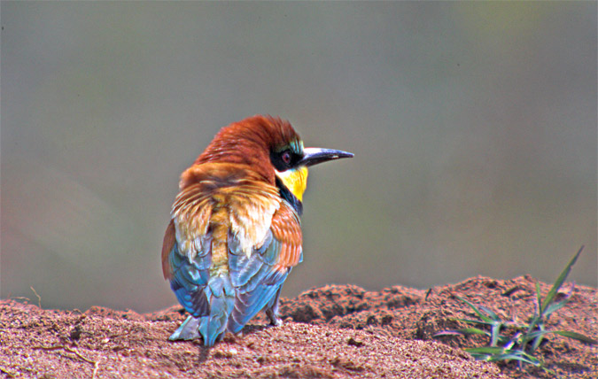 Abellerol (Merops apiaster)