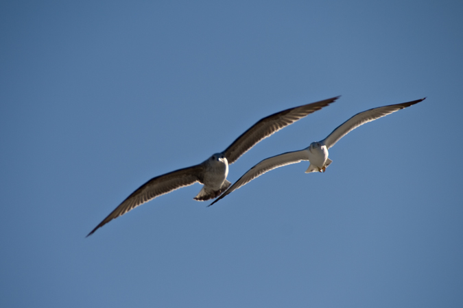 Gavians argentats  (Larus michaellis)