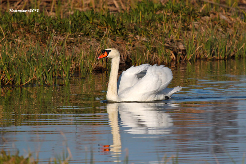 Nidificants del PNAE: Cigne Mut