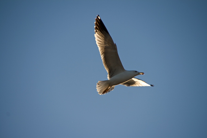 Gavia argentat (Larus michaellis)