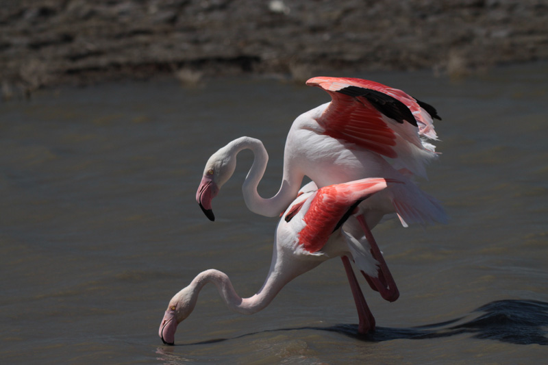 Flamenc, flamenco, Phoenicopterus ruber