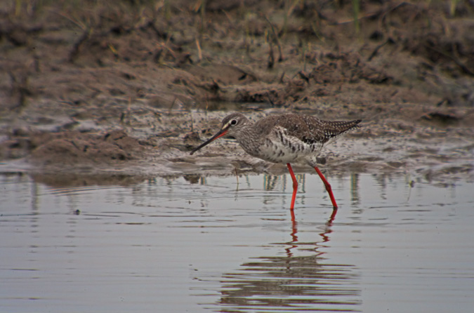 Gamba roja pintada (Tringa erythropus)