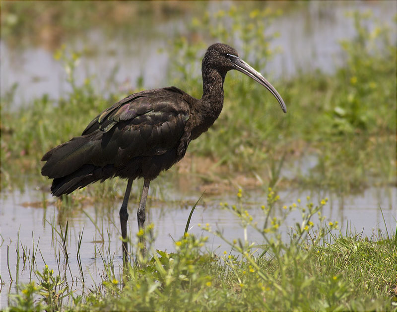 Capó reial (Plegadis falcinellus)