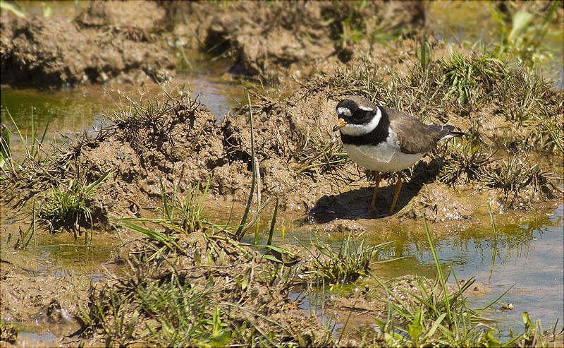 Corriol gros (Charadrius hiaticula)