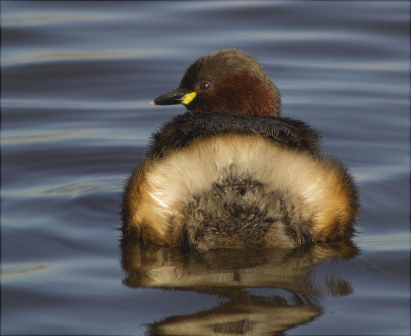 Cabusset (Tachybaptus ruficollis)