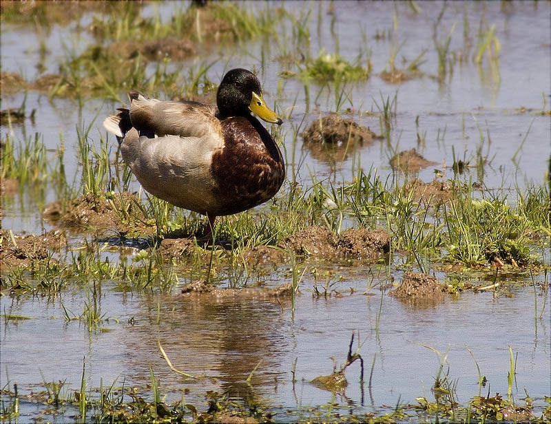 Mascle d'Ànec collverd (Anas platyrhynchos)