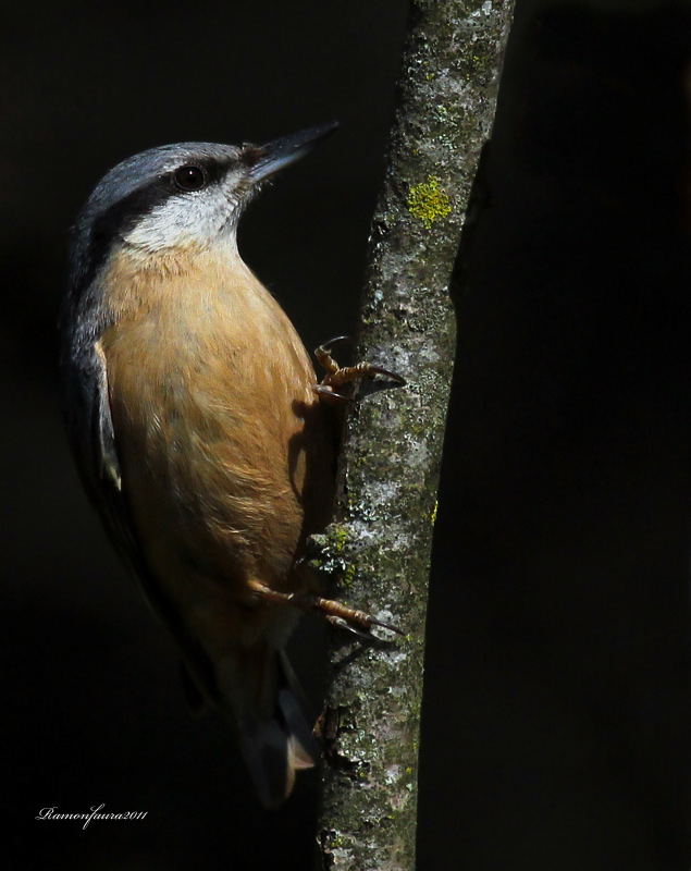 Ocells de La Garrotxa: Pica-soques Blau