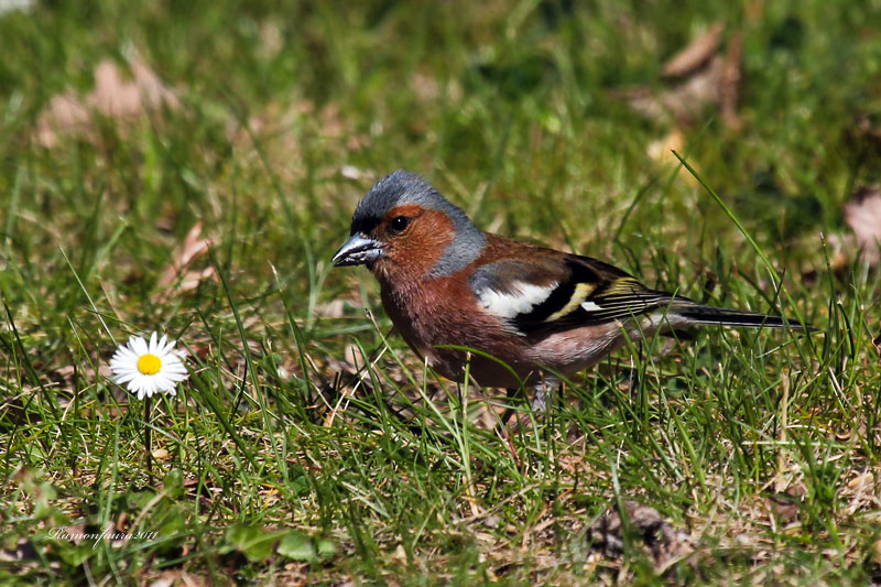 Ocells de La Garrotxa: Pinsà Comú