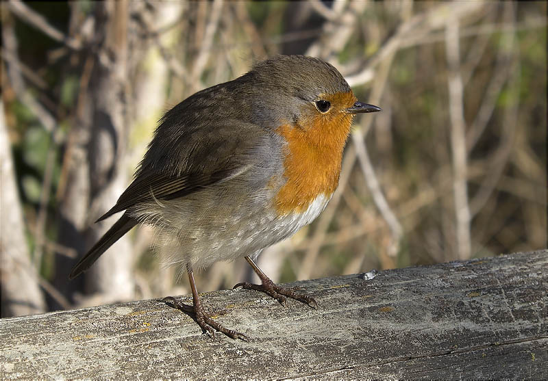 Pit roig (Erithacus rubecola)