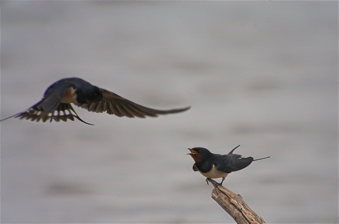 Oreneta vulgar (Hirundo rustica)