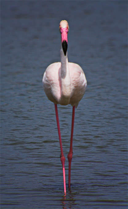 Flamenc (Phoenicopterus roseus)