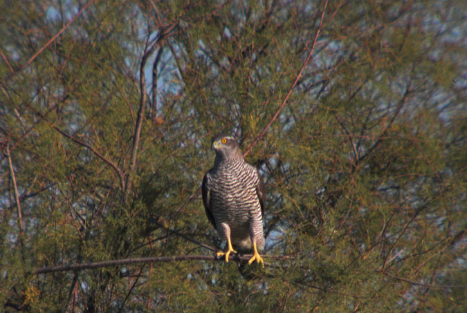 Astor (Accipiter gentilis). 2de2