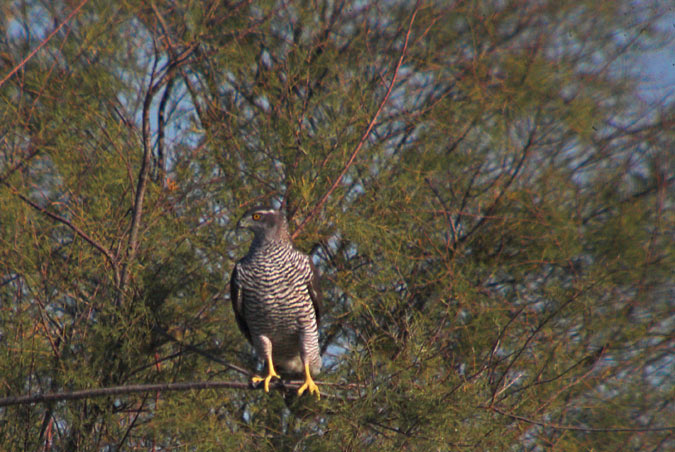 Astor (Accipiter gentilis). 1de2