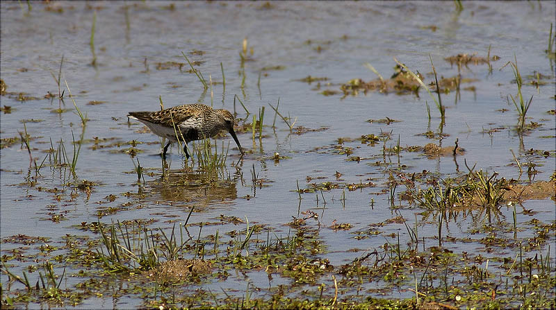 Territ variant (Calidris alpina)