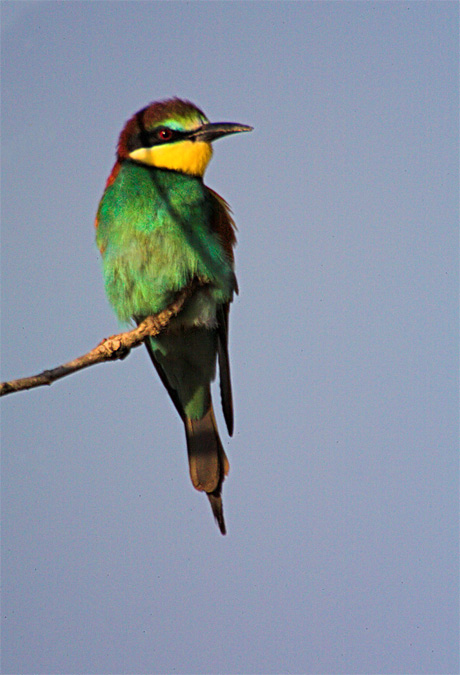 Abellerol (Merops apiaster)